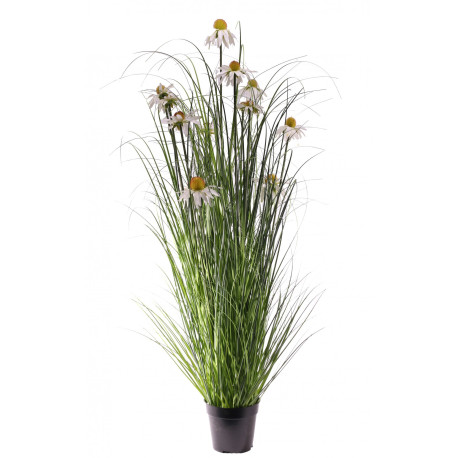 Wild Flower Plant Potted 122cm