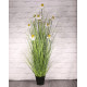 Wild Flower Plant Potted 122cm