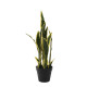 Potted Sansevieria 51cm