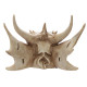 Collectable Dragon Skull