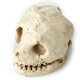 Fun Excavation Dig it Out Kit - Human Skull