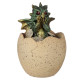 Hatching Elements Dragon Egg Trinket Box