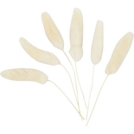 Bunny Tail Grass (Pack of 6)