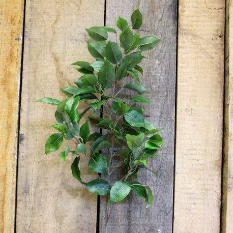 34"" Ficus Spray