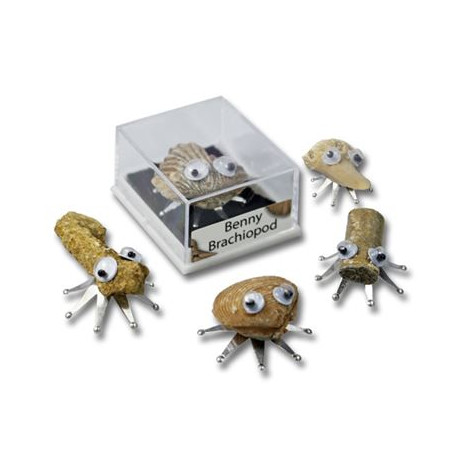 Fossil Bugs in Display Gift Cases 5 Pack