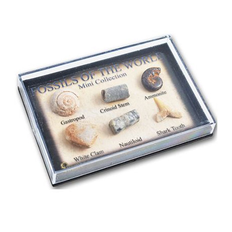 Fossils in Mini Display Case