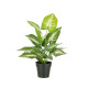 Syngonium Realistic Artificial Plant In Pot Green Leaves Large