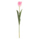 Tulip Pink