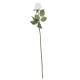 Arundel Rose Bud White