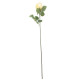 Arundel Rose Bud Yellow