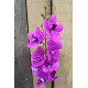 Cerise Ascocenda Spray 28.5 inch