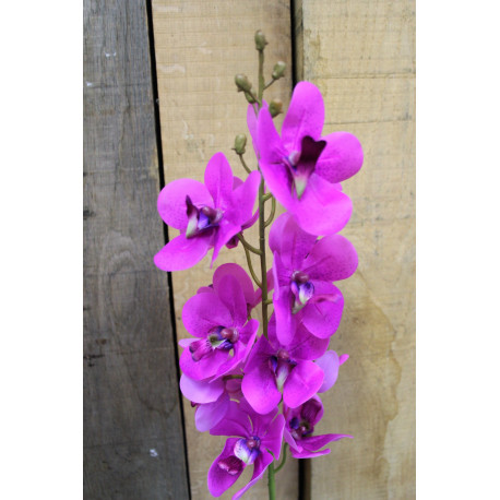 Cerise Ascocenda Spray 28.5 inch