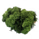 Dark Green Reindeer Moss