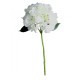 Short Stem Hydrangea Cream