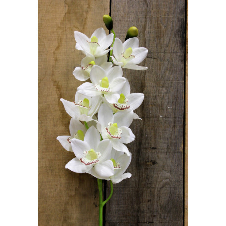 White Phalaenopsis Spray 45 inch