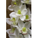 White Phalaenopsis Spray 45 inch