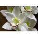 White Phalaenopsis Spray 45 inch