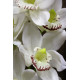 White Phalaenopsis Spray 45 inch