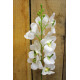 White Ascocenda Spray 28.5 inch