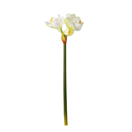 White Emperor Amaryllis (S)