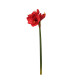 Red Emperor Amaryllis (S)