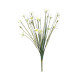 Zephyranthes Candida Bush (17inch)