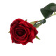 Red Diamond Rose 40cm