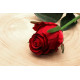 Small Rose Bud Red