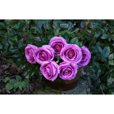 Rose Bunch Purple