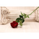 Velvet Single Rose Red 55cm