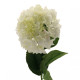 Single Hydrangea Cream