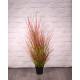 Potted Bronze Stipa Grass (100cm)