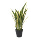 Potted Sansevieria (64cm)