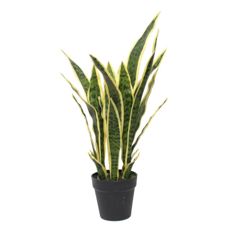 Potted Sansevieria (64cm)