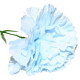 Baby Blue Single Carnations (12 Stems)