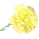 Yellow Single Carnation (12 Stems)