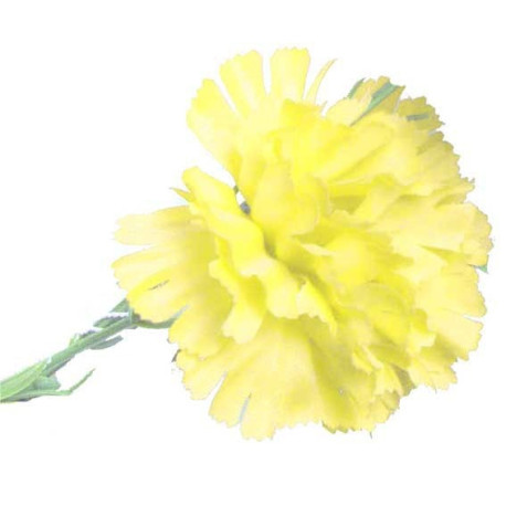 Yellow Single Carnation (12 Stems)