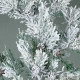 Snowy Pine Branch