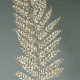 Large Champagne Glitter Fern Leaf