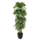 Palm Potted House Plant (175cm)