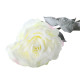 Snowy White English Rose (72cm)