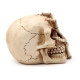 Gothic Skull Decoration - Skull Head with Skeleton Claw Hand