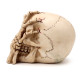 Gothic Skull Decoration - Skull Head with Skeleton Claw Hand