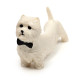 Stretchy Fidget Toy - West Highland Terrier