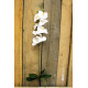 White Phalaenopsis Spray 33.5 inch