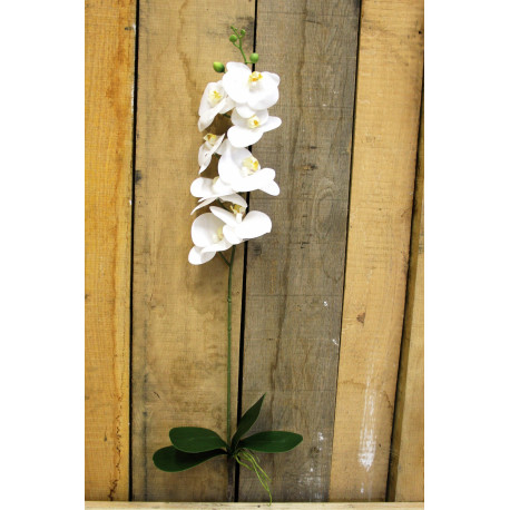 White Phalaenopsis Spray 33.5 inch