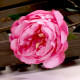 Single Peony Dark Pink 68cm