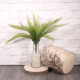 Boston Fern (50cm)