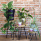 Set of 3 Gamal Wood Plant Stands - Natural