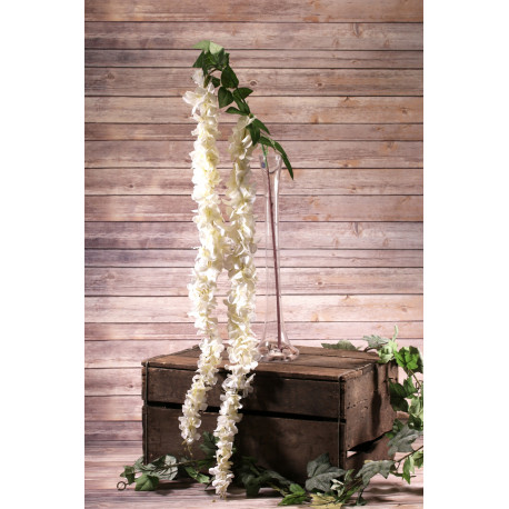 Long Cream Wisteria